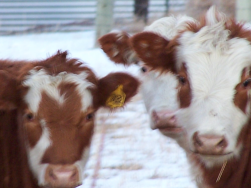 Herd of cows